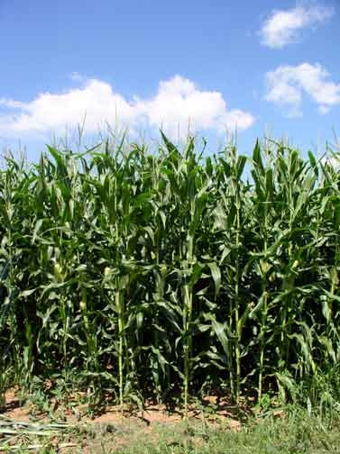 Kansas Corn Crop Faring well