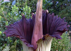 Corpse Flower Draws Huge Crowd