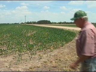 Drought Raising Worries About Kansas Wheat Crop