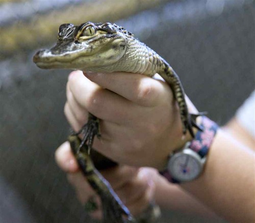 Dodge City Outlaws Gators and Crocs As Pets