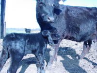 Busy Calving Season Begins