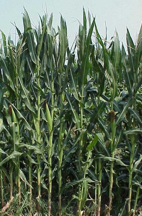 Kansas Farmers To Plant More Corn