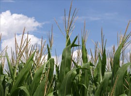 Drought Hits Kansas Corn Hard