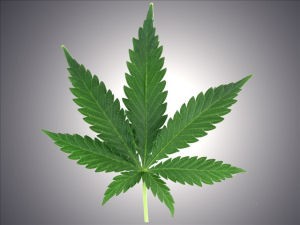 Marijuana “Grannies” Arrested