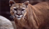 Five Mountain Lions Seen In Kansas Since ’07