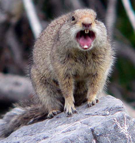 Renegade Squirrel Attacks Neighborhood