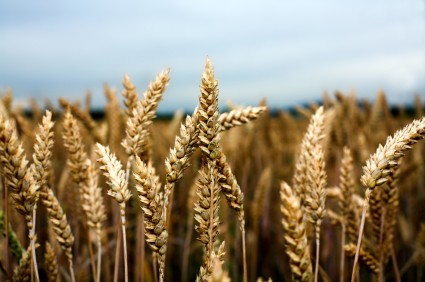 Seeding Increases for Winter Wheat