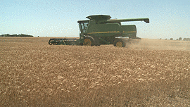 Hot Windy Days Helping Wheat Harvest