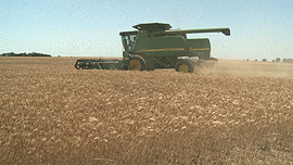 Kansas Wheat Forecast Unchanged, National Estimate Up