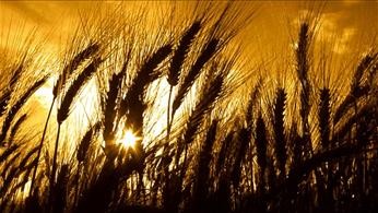 Wheat Harvest Moves North In Kansas