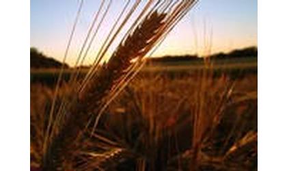 Wheat Harvest Nearing Completion