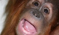 Orangutan Predicts Super Bowl Winner