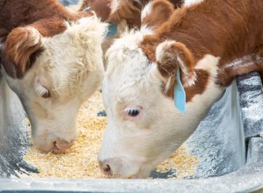 Kansas Corn, Kansas Beef Offer Corn-Fed Beef Seminar on Jan. 6 in Montezuma Kansas Corn, Kansas Beef Offer Corn-Fed Beef Seminar on Jan. 6 in Montezuma