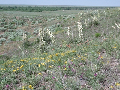 Cimarron National Grassland Plans Prescribed Burning for Areas in Morton County