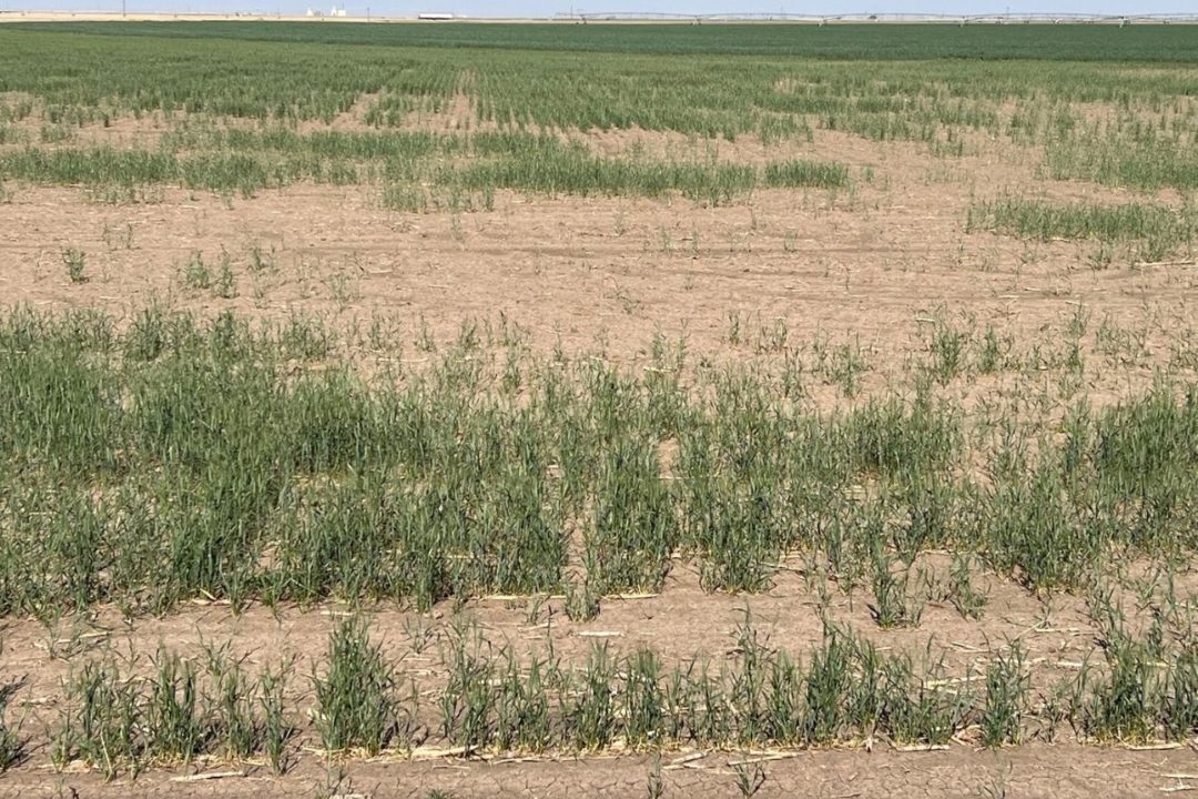 Wheat Tour Shows Impact of Drought