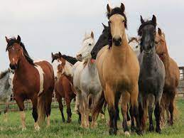 Wild Horse and Burro Adoption Event in Lawrence, Kan.