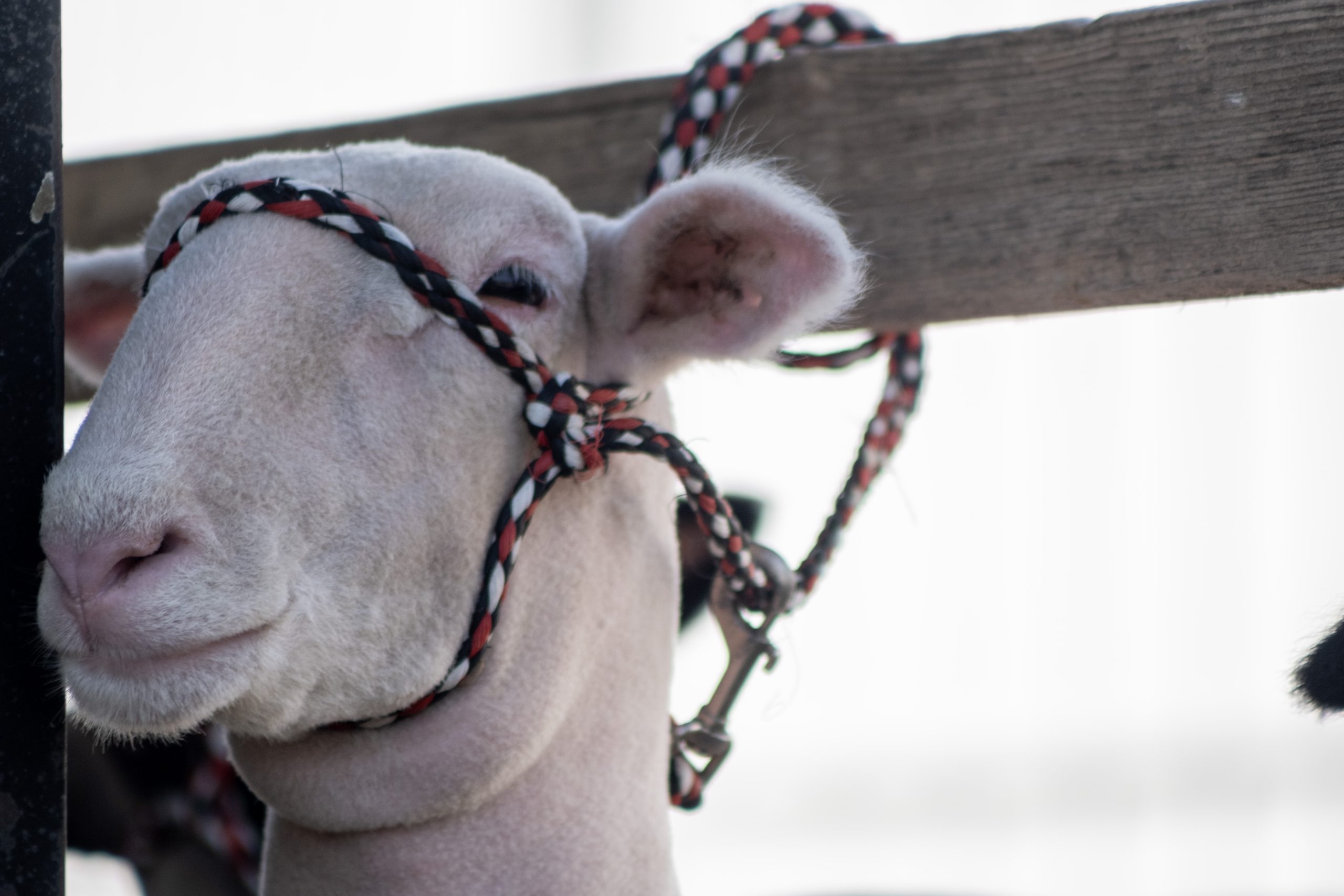 Rural communities use events like the fair as cultural preservation