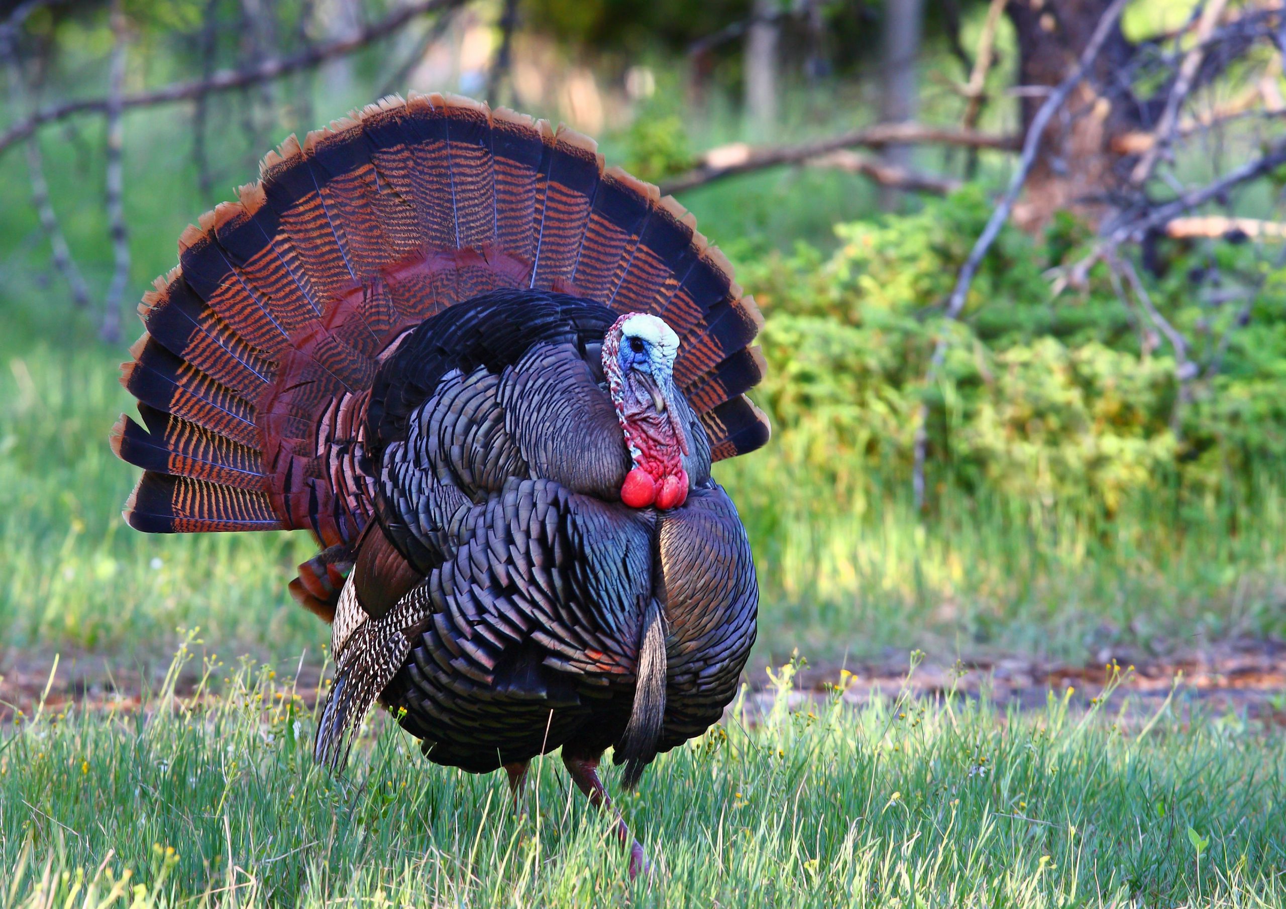 Fall Turkey Season Suspended in Kansas Due to Population Declines