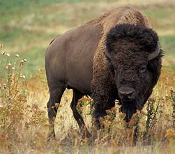 Public Invited to Bison Auction at Maxwell Wildlife Refuge on November 1